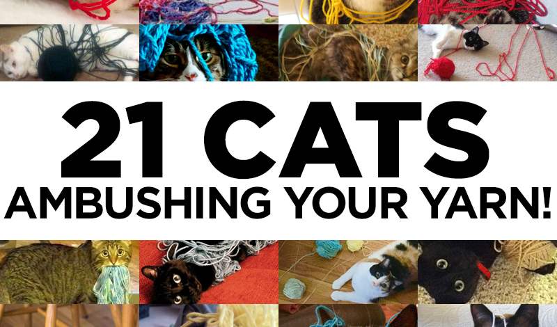 21 Cats Ambushing Your Yarn