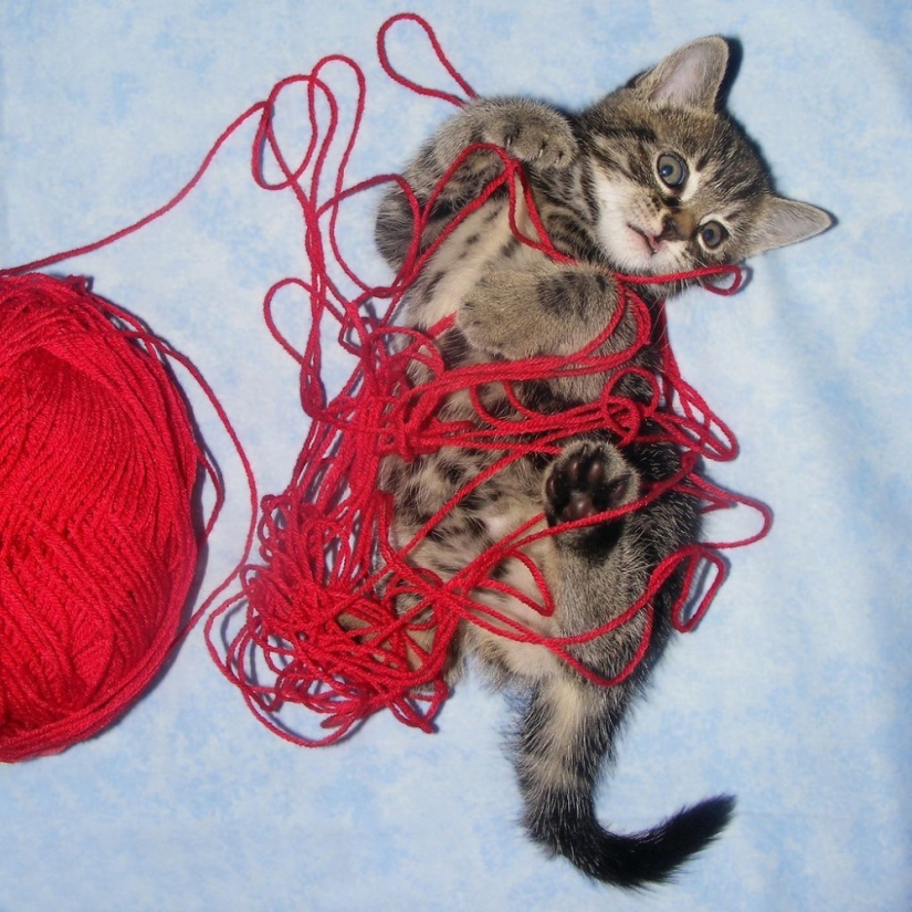 21 Cats Ambushing Your Yarn