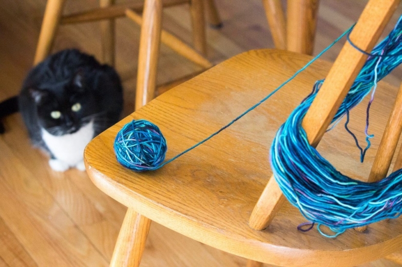 21 Cats Ambushing Your Yarn