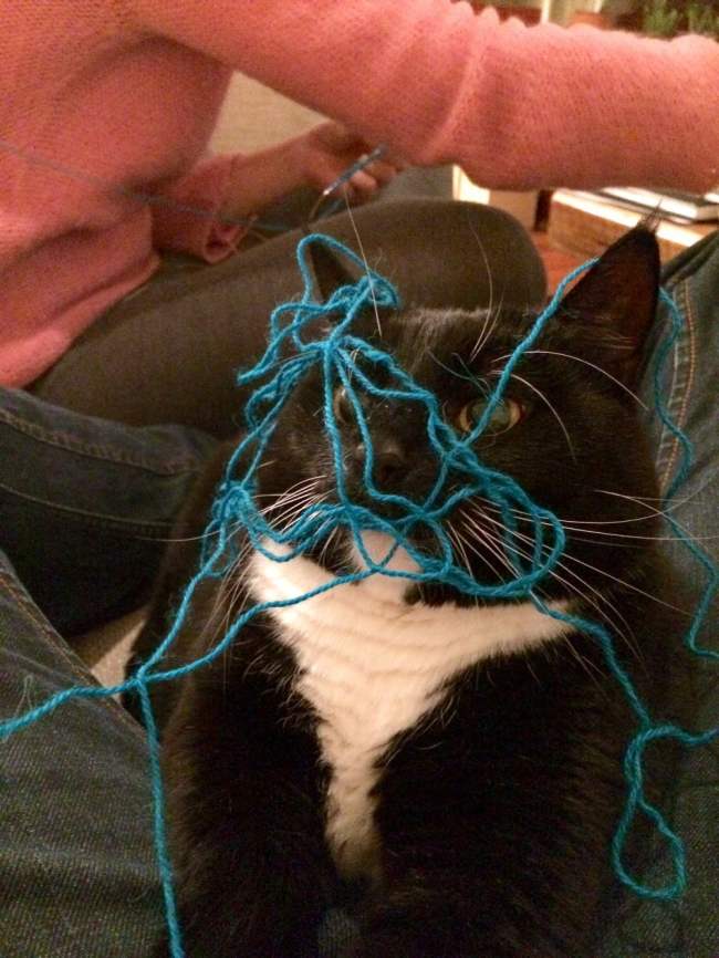 21 Cats Ambushing Your Yarn