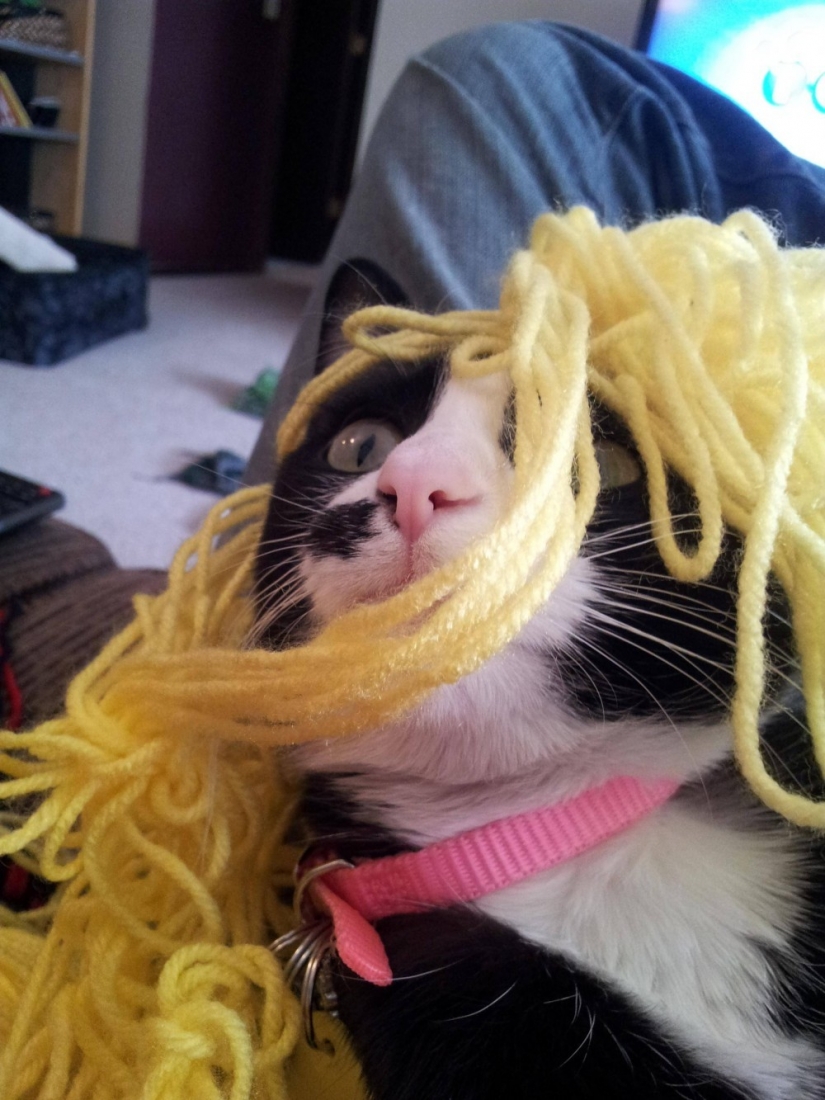 21 Cats Ambushing Your Yarn