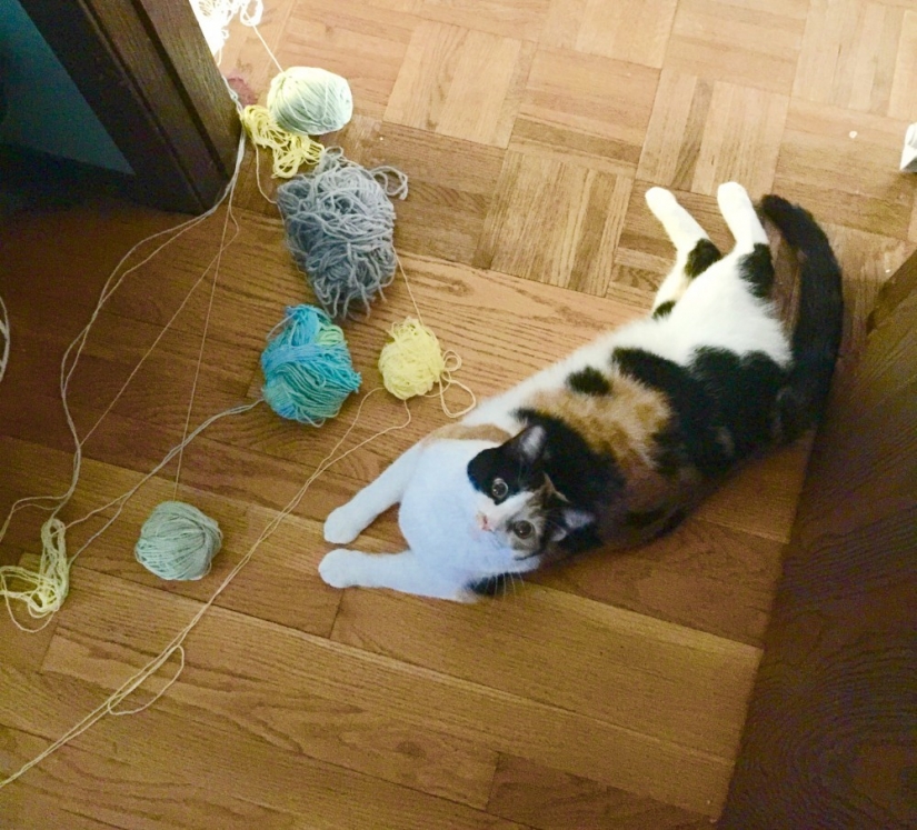 21 Cats Ambushing Your Yarn