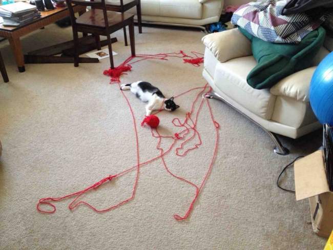 21 Cats Ambushing Your Yarn