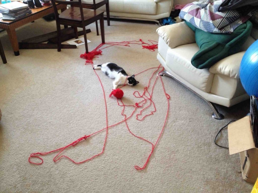 21 Cats Ambushing Your Yarn