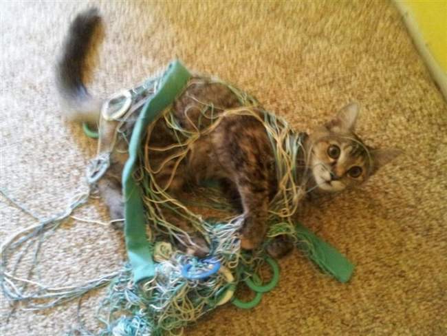 21 Cats Ambushing Your Yarn