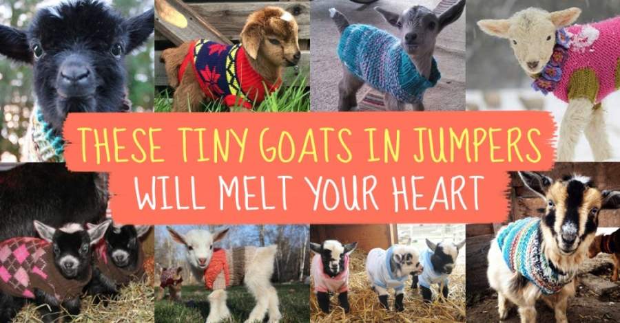 These TINY Goats In TINY Jumpers Will Melt Your Heart