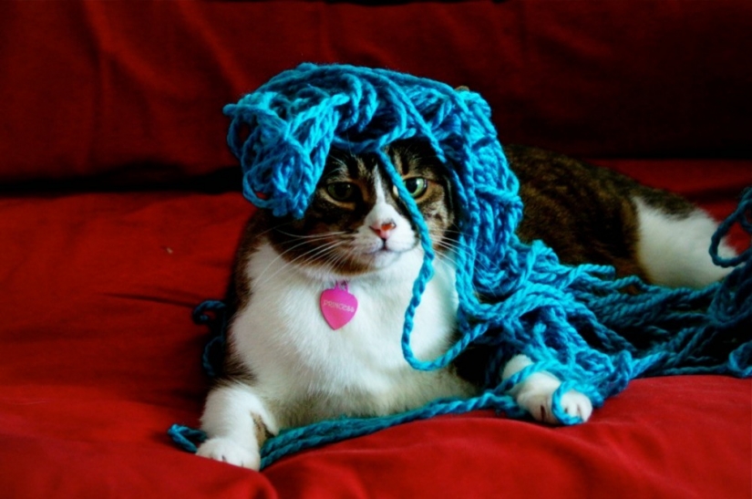 21 Cats Ambushing Your Yarn