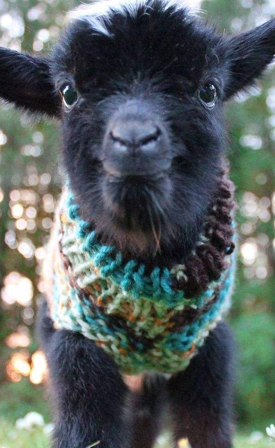 These TINY Goats In TINY Jumpers Will Melt Your Heart