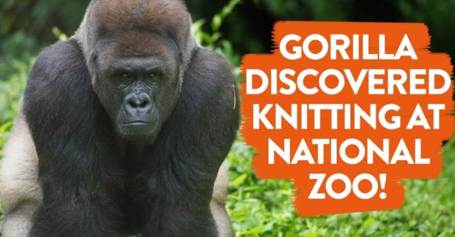 Gorilla Discovered Knitting at National Zoo