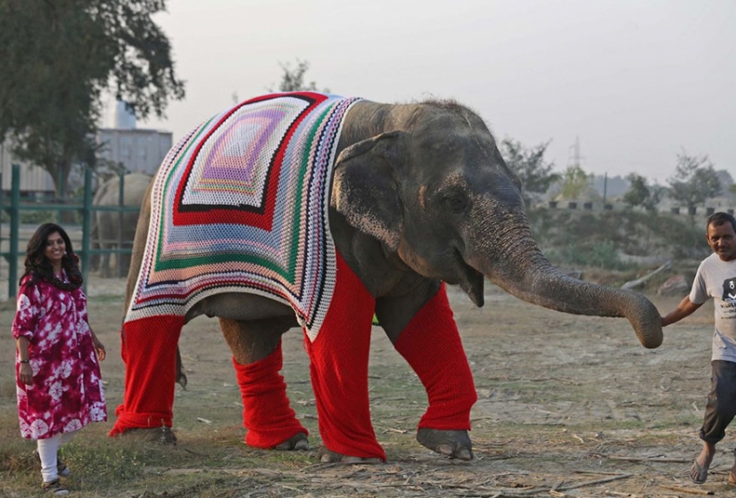 CUTE ALERT: VILLAGERS KNIT JUMPERS FOR ELEPHANTS CUTE ALERT: VILLAGERS KNIT JUMPERS FOR ELEPHANTS