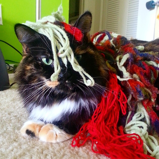21 Cats Ambushing Your Yarn