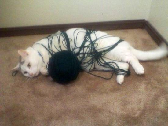 21 Cats Ambushing Your Yarn