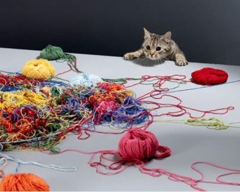 21 Cats Ambushing Your Yarn