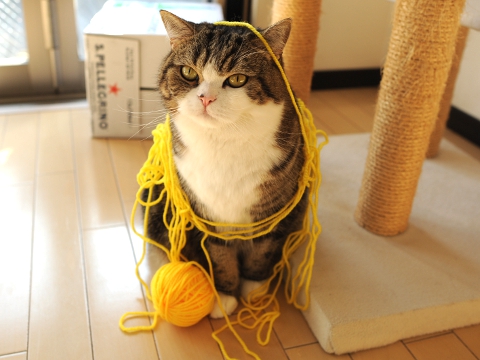 21 Cats Ambushing Your Yarn