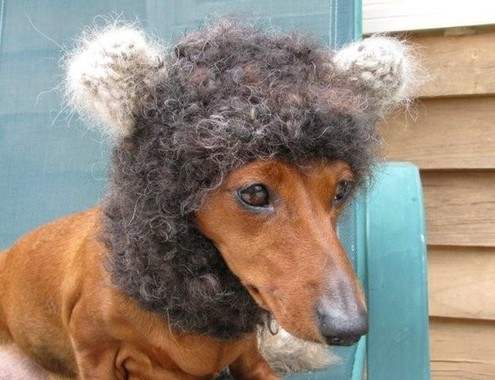 16 People Who Knitted With Pet Hair