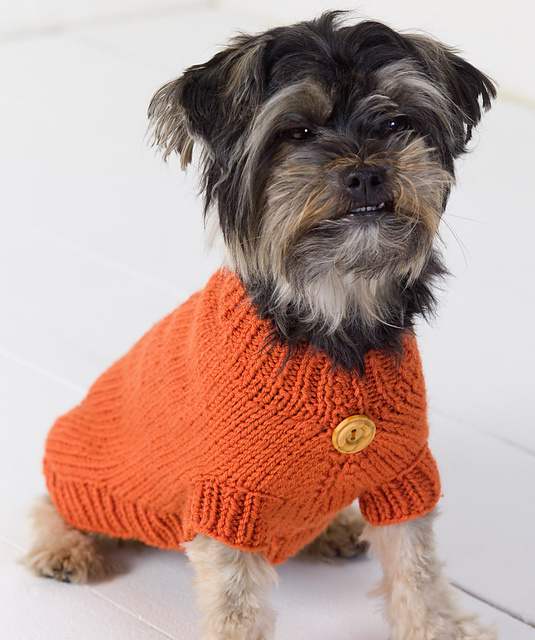 22 Adorable Dogs In Knitwear