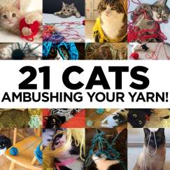 21 Cats Ambushing Your Yarn