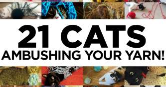 21 Cats Ambushing Your Yarn