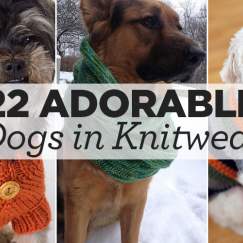 22 Adorable Dogs In Knitwear