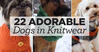 22 Adorable Dogs In Knitwear