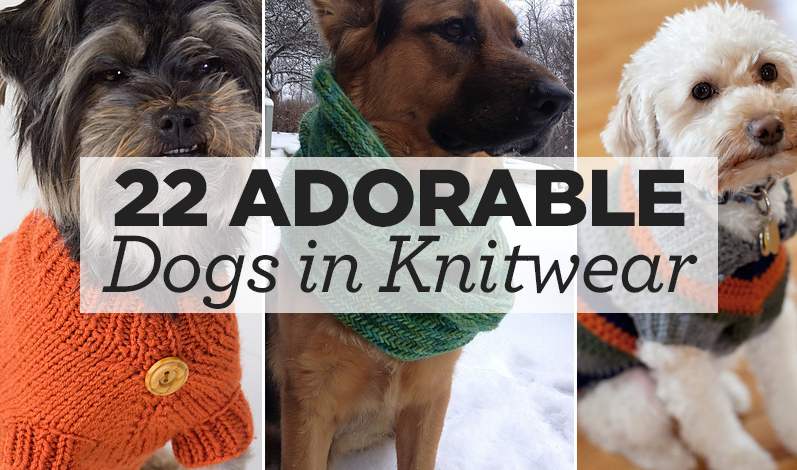 22 Adorable Dogs In Knitwear