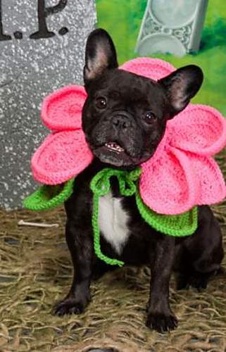 22 Adorable Dogs In Knitwear