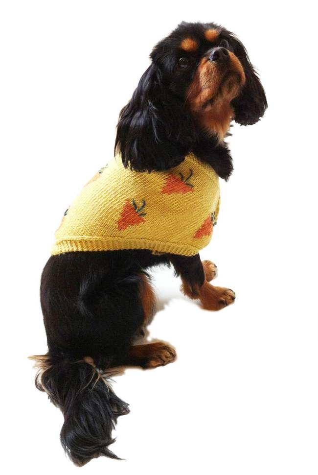 22 Adorable Dogs In Knitwear