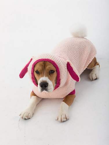 22 Adorable Dogs In Knitwear