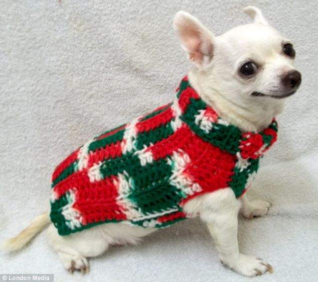 22 Adorable Dogs In Knitwear