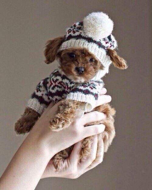 22 Adorable Dogs In Knitwear