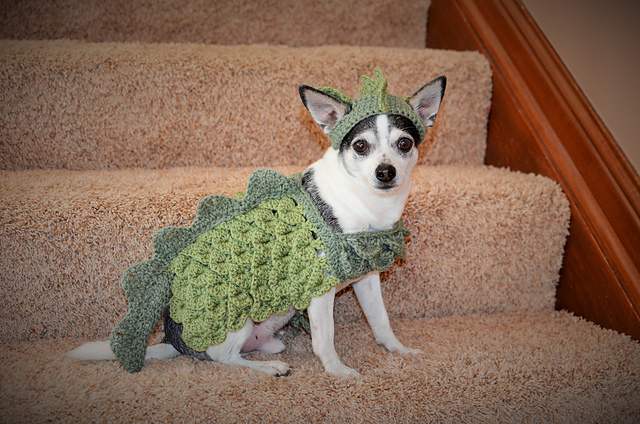 22 Adorable Dogs In Knitwear