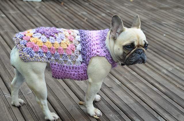 22 Adorable Dogs In Knitwear