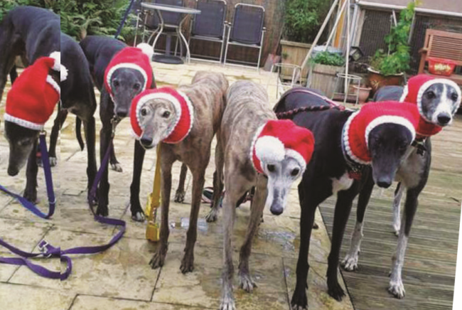 Pets Get Crafting! Knit for National Pet Day