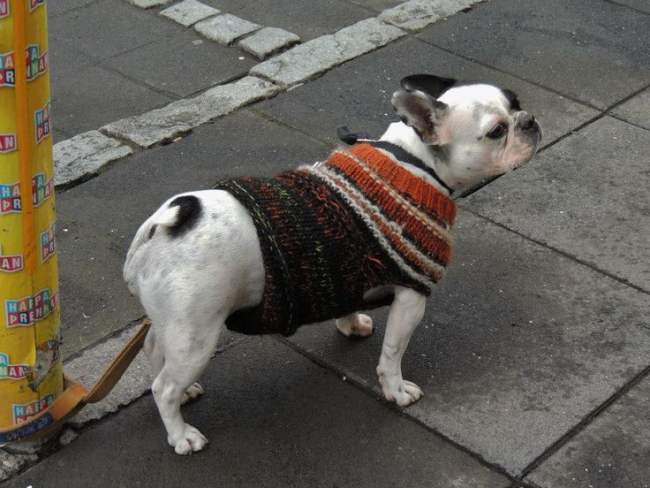 22 Adorable Dogs In Knitwear