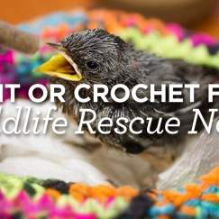 Knit or Crochet for Wildlife Rescue Nests