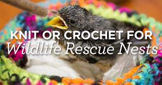 Knit or Crochet for Wildlife Rescue Nests