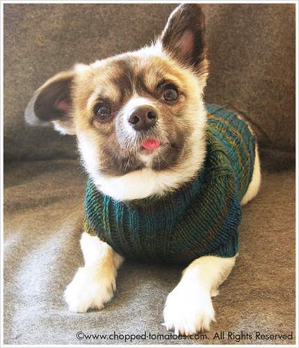 22 Adorable Dogs In Knitwear