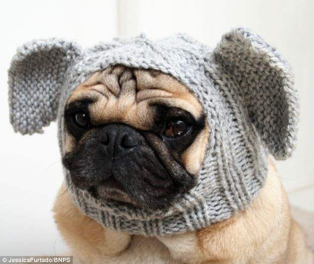 22 Adorable Dogs In Knitwear