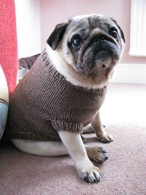 22 Adorable Dogs In Knitwear