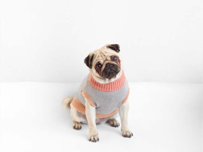 22 Adorable Dogs In Knitwear