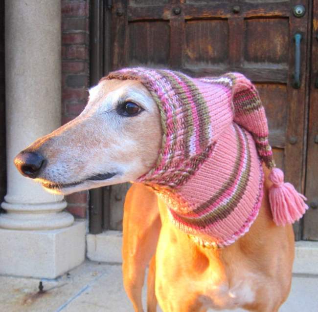 22 Adorable Dogs In Knitwear