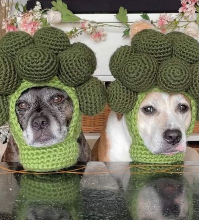 Sookie and Ivy: The TikTok Dogs Who Model Crochet Hats