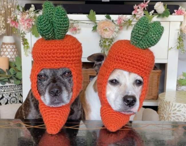 Sookie and Ivy: The TikTok Dogs Who Model Crochet Hats