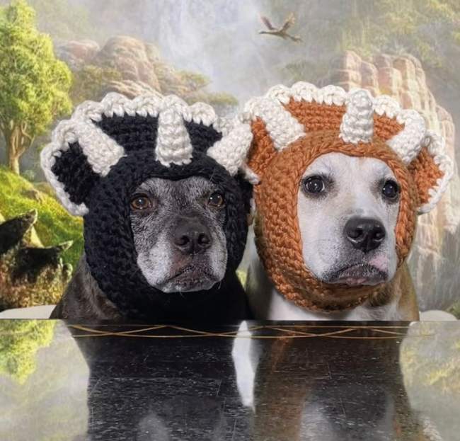 Sookie and Ivy: The TikTok Dogs Who Model Crochet Hats