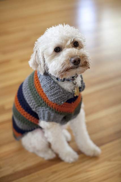 22 Adorable Dogs In Knitwear