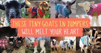 These TINY Goats In TINY Jumpers Will Melt Your Heart