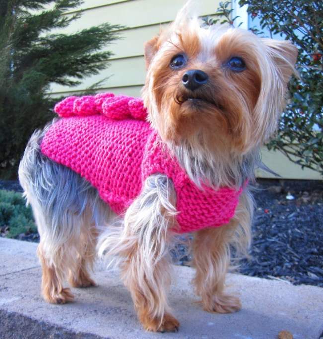 22 Adorable Dogs In Knitwear