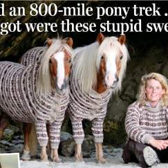 Ponies Presented with Fair Isle Jumpers