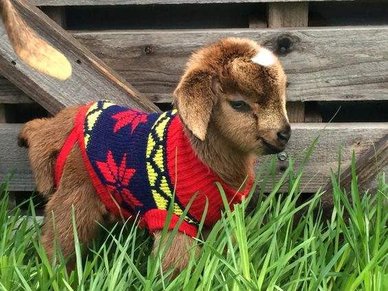 These TINY Goats In TINY Jumpers Will Melt Your Heart