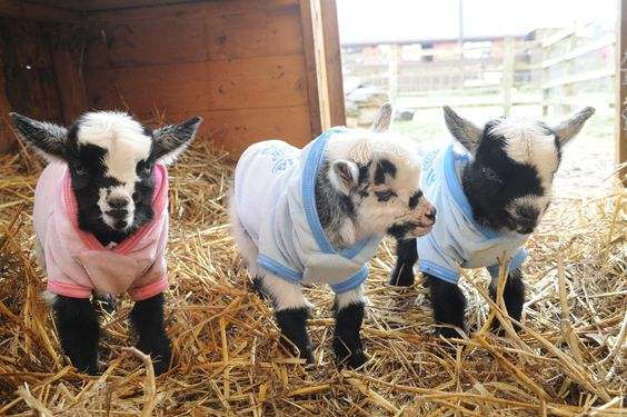 These TINY Goats In TINY Jumpers Will Melt Your Heart